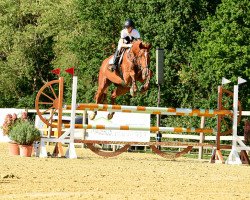 jumper Valesco 55 (Hanoverian, 2013, from Valentino)