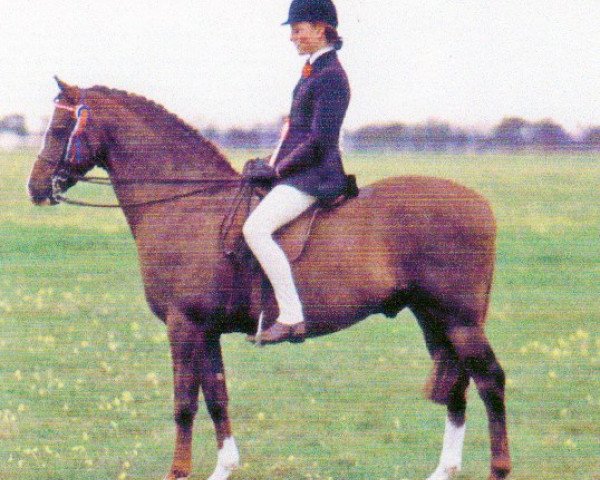 Pferd Toyd Mimmic (British Riding Pony, 1979, von Wingrove Minkino)