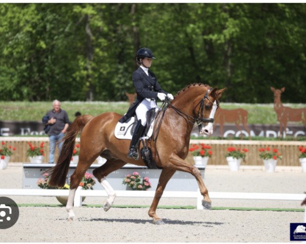 dressage horse Lars van de Hoenderheide (Belgian Warmblood, 2011, from Negro)