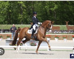 dressage horse Lars van de Hoenderheide (Belgian Warmblood, 2011, from Negro)