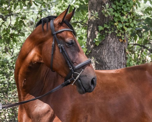 horse Castiell (Little German Riding Horse, 2016, from Casdorff)