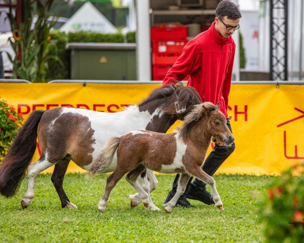 Zuchtstute Glücksstern vom Heumoor (Shetland Pony (unter 87 cm), 2023, von Niederbroks Hennessy)