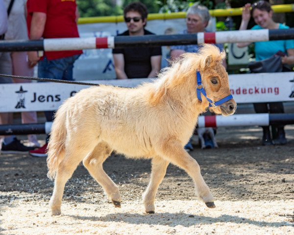 broodmare Charlet vom Heumoor (Shetland pony (under 87 cm), 2023, from Pinocchio von Kessen)