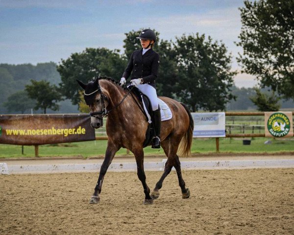 dressage horse Lance (KWPN (Royal Dutch Sporthorse), 2016, from Hamilton)
