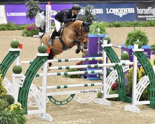 jumper Quick Step (Hanoverian, 2013, from Quintender 2)