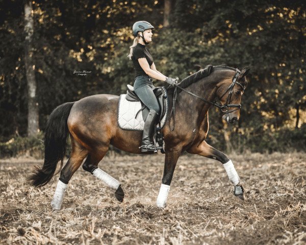 broodmare Rieke 125 (Oldenburg, 2005, from Riccione)