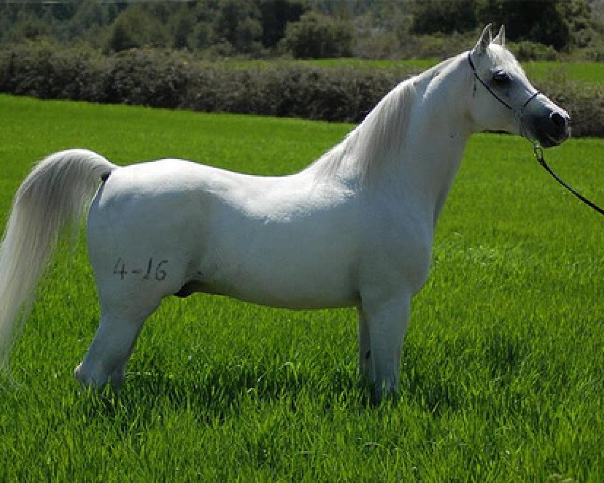 stallion Drago ox (Arabian purebred, 1984, from Jacio 1968 ox)