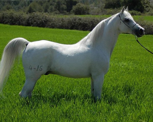 stallion Drago ox (Arabian purebred, 1984, from Jacio 1968 ox)