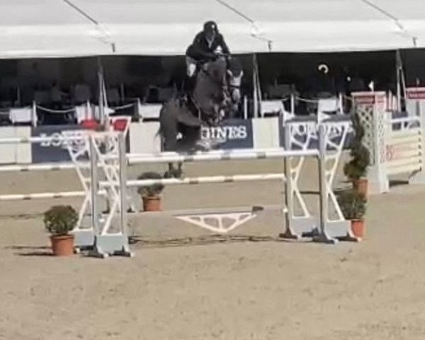 jumper CRISU 19 (German Sport Horse, 2015, from Berlin)