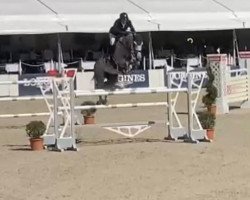 jumper CRISU 19 (German Sport Horse, 2015, from Berlin)