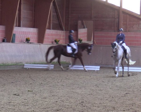 Reitturnier Dortmund-Barop 2023