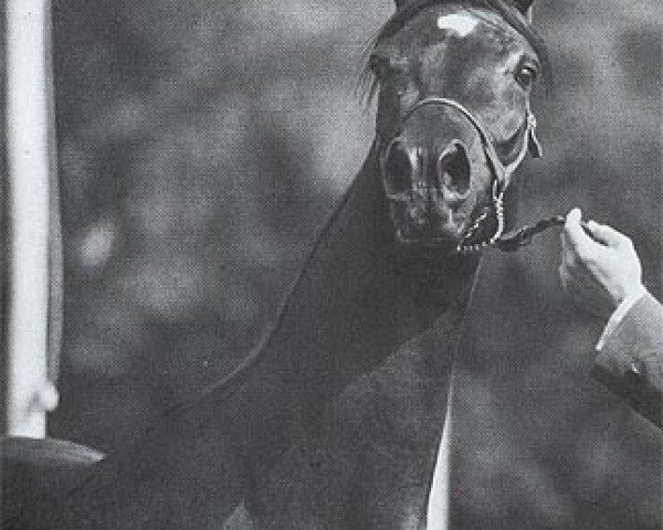 broodmare Equitana ox (Arabian purebred, 1980, from Aloes ox)