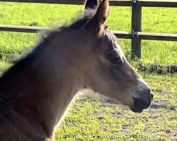 Pferd Golden Brown Sugar (Deutsches Reitpony, 2022, von HET Golden Dream)