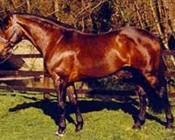 stallion Coolcorron Cool Diamond (Irish Sport Horse, 1989, from Glidawn Diamond)