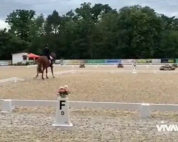 Reitturnier Amstetten 2022