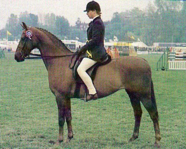 horse Runnings Park Hill Star (British Riding Pony, 1976, from Bwlch Hill Wind)