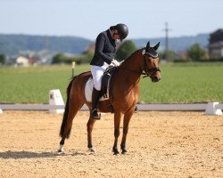Zuchtstute Wildfee 34 (Deutsches Reitpony, 2016, von Sicco)