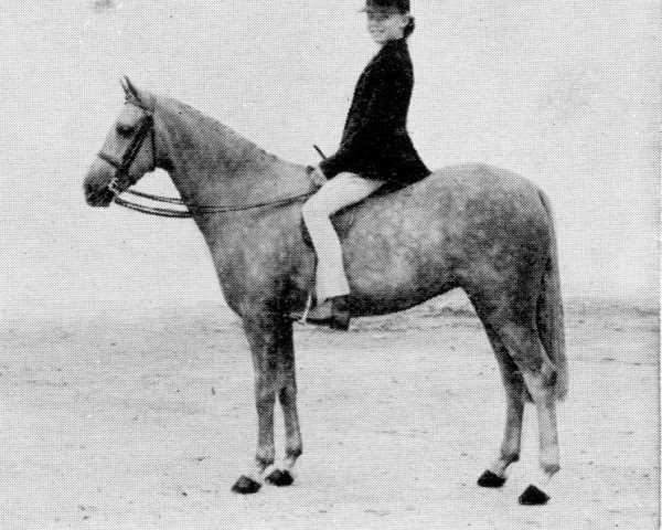 broodmare Catherston Moonfairy (Welsh-Pony (Section B), 1953, from Bubbly)