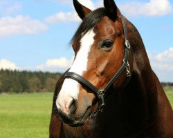 dressage horse Dragon Hunter XX (Thoroughbred, 2013, from Touch Down xx)