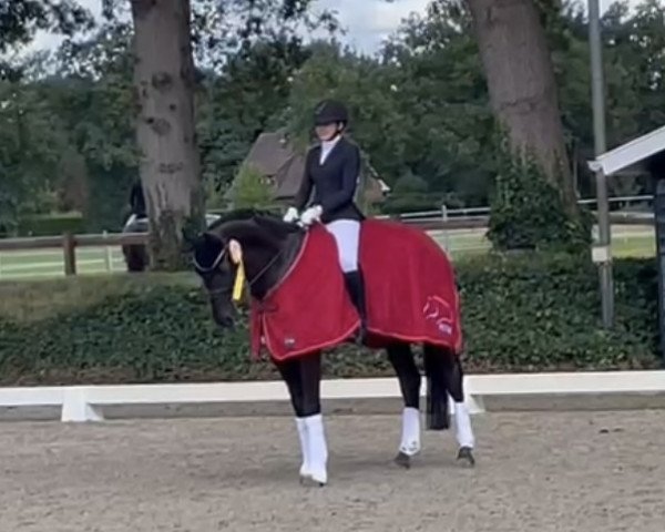 dressage horse El Amore van de Kempenhoeve (Belgian Warmblood, 2010, from San Amour I) dressage horse El Amore van de Kempenhoeve (Belgian Warmblood, 2010, from San Amour I)