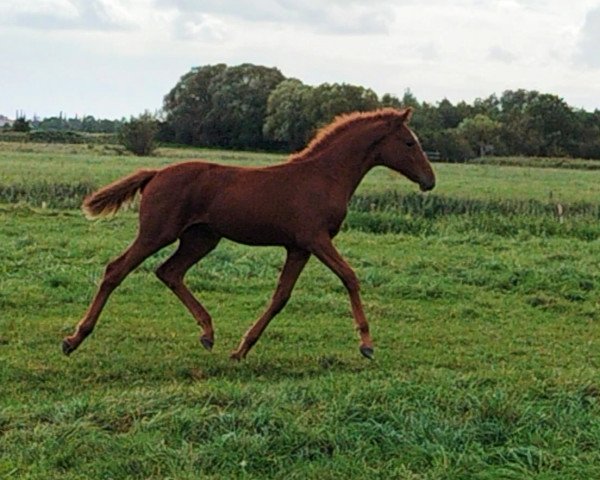 Pferd She's my Girl (Hannoveraner, 2023, von Don Darius)