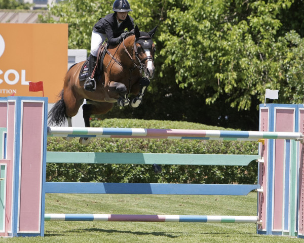 stallion Cera Charisma (Australian Wamblood, 2013, from Casall Ask)