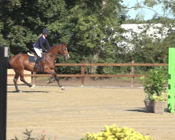 Reitturnier Scharnebeck 2023