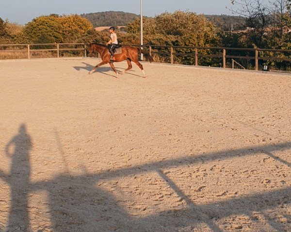 broodmare Flolo S (German Sport Horse, 2015, from Fürst Fohlenhof)