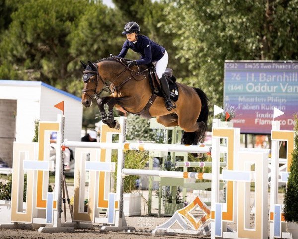 jumper Oddur van Beaugaarde (Belgian Warmblood, 2014, from Toulon)