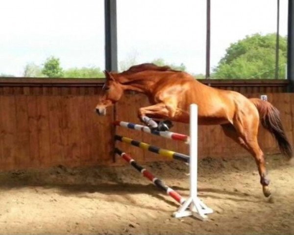 horse Estelle la Petite (Hanoverian, 2005, from Edgar)