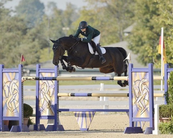 Pferd Imprimis (Belgisches Warmblut, 2004, von Rodrigoo VDL)