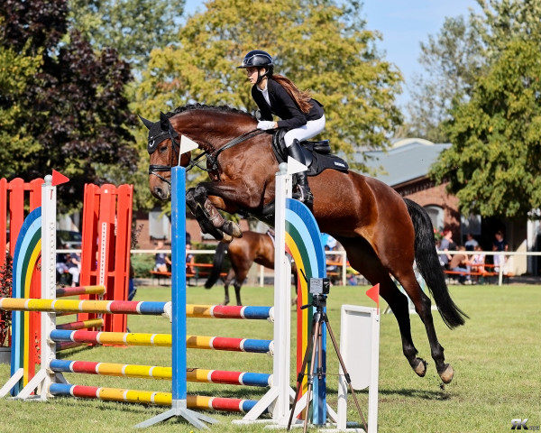 broodmare Gilrada (Oldenburg show jumper, 2009, from Diarado) broodmare Gilrada (Oldenburg show jumper, 2009, from Diarado)