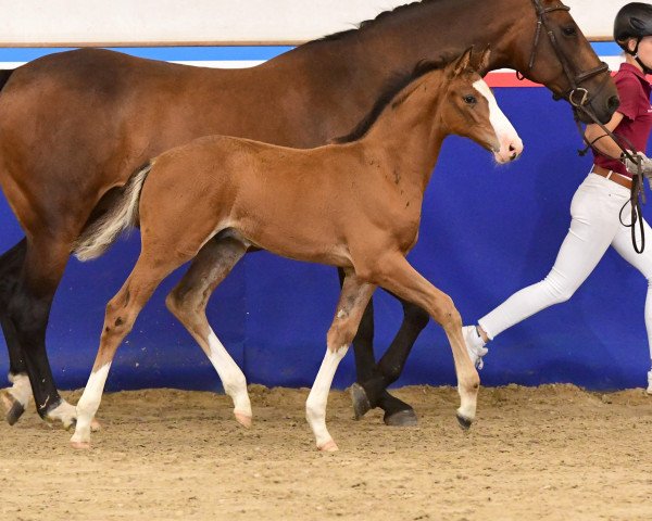 horse Duplo K (Holsteiner, 2023, from Duplexx)