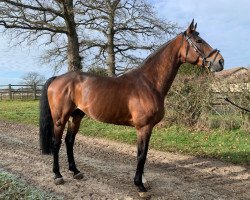 stallion Team du Temple (Selle Français, 2007, from For Pleasure)