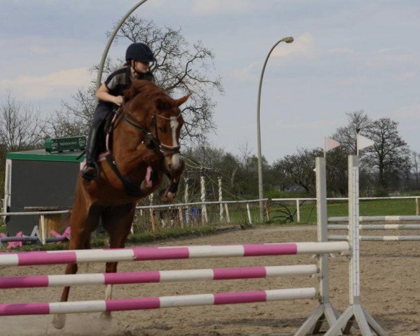 jumper Cherry Love 2 (Hanoverian, 2016, from Cassini II)