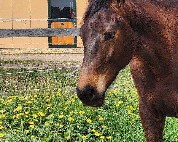 horse Derbynator (Holsteiner, 2022, from Defender Vds Z)