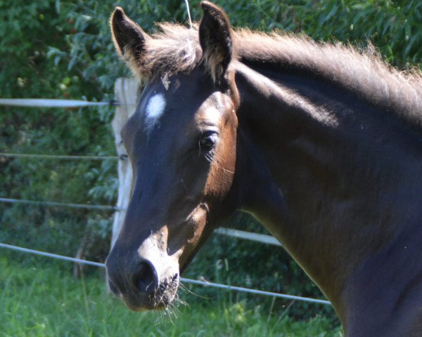 broodmare Vithana (Holsteiner, 2023, from Vigado)