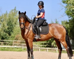 horse Par Excellence 22 (Oldenburg, 2016, from Bordeaux 28)