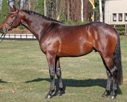 stallion Linebacker (Oldenburg show jumper, 2019, from Lord Pezi)