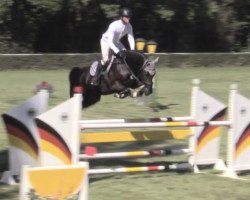 jumper Diatop (German Sport Horse, 2016, from Diarado)
