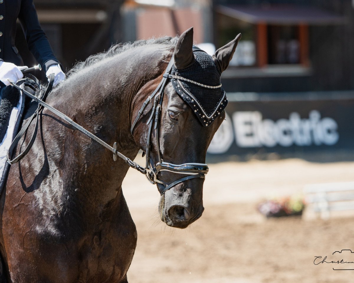 dressage horse Docadero (Hanoverian, 2014, from Don Index)