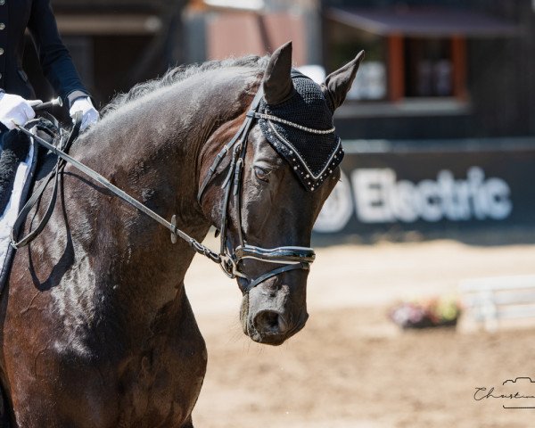 dressage horse Docadero (Hanoverian, 2014, from Don Index)