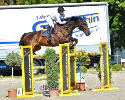 jumper Sarchiapone (Italian Warmblood, 2011, from Liberty First)