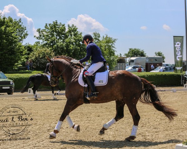 dressage horse Harlekin 386 (Hanoverian, 2011, from Hochadel)