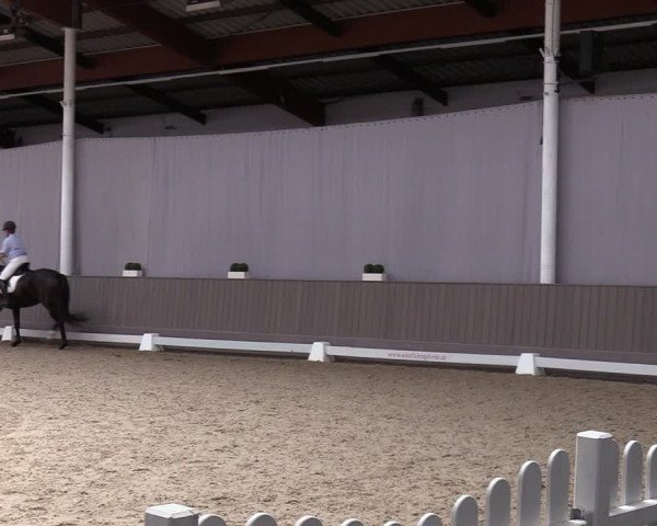 Westfälische Stutenleistungsprüfung Münster-Handorf 2023