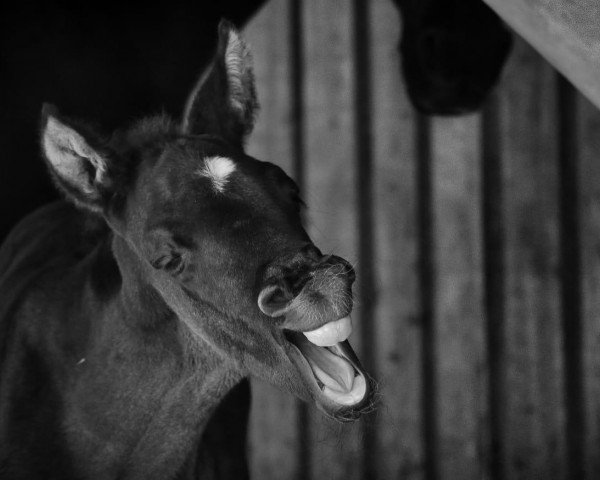horse Keep Memories (Trakehner, 2021, from Lossow)