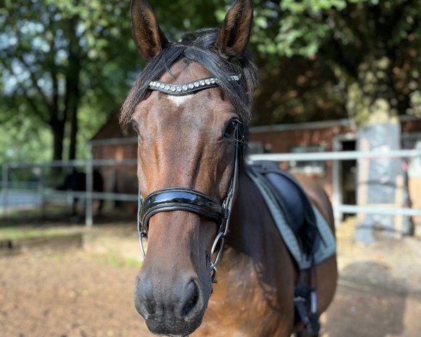 horse Paulino 11 (Hanoverian, 2004, from Prince Thatch xx)