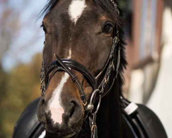 horse Smilla K 2 (Westphalian, 2013, from Sunday)