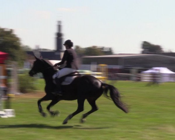 Reitturnier Altmittweida 2023