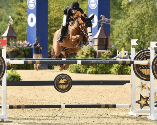 broodmare Ginger Pop (Irish Sport Horse, 2009, from Luidam)